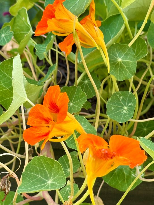 Nature’s Fresh™ - Room and Sheets Spray